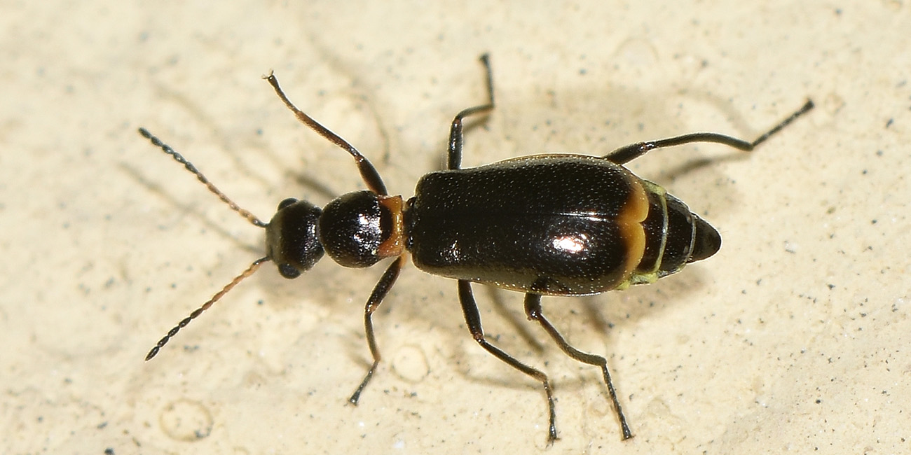 Malachiidae: Sphinginus lobatus ? S !